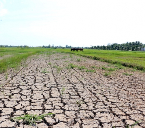 Thực trạng xâm nhập mặn tại Đồng bằng Sông Cửu Long vấn đề quản lý nguồn nước